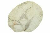 Two Miocene Fossil Leaves (Cinnamomum) - Augsburg, Germany #254142-1